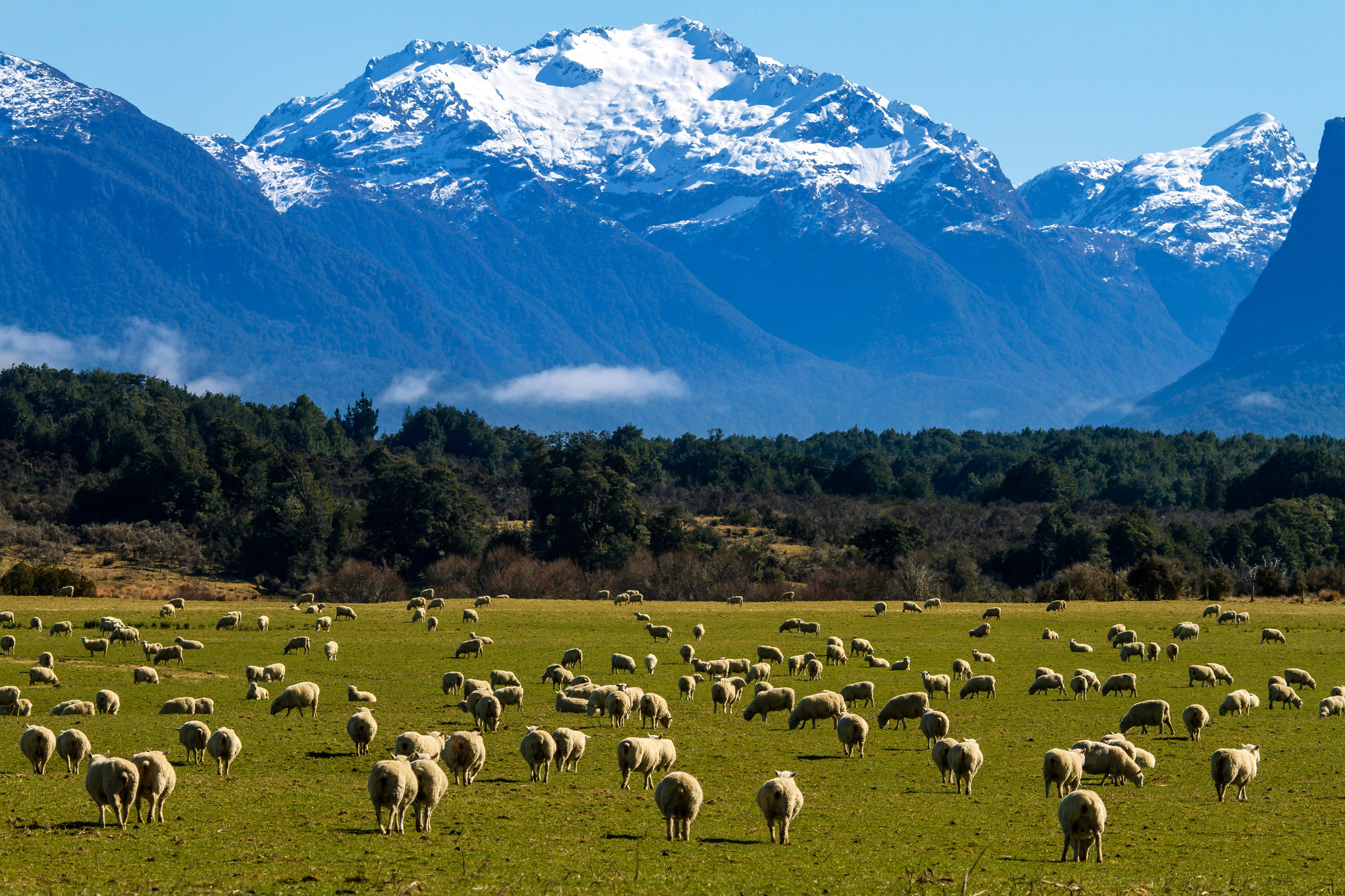 Sheep in New Zealand